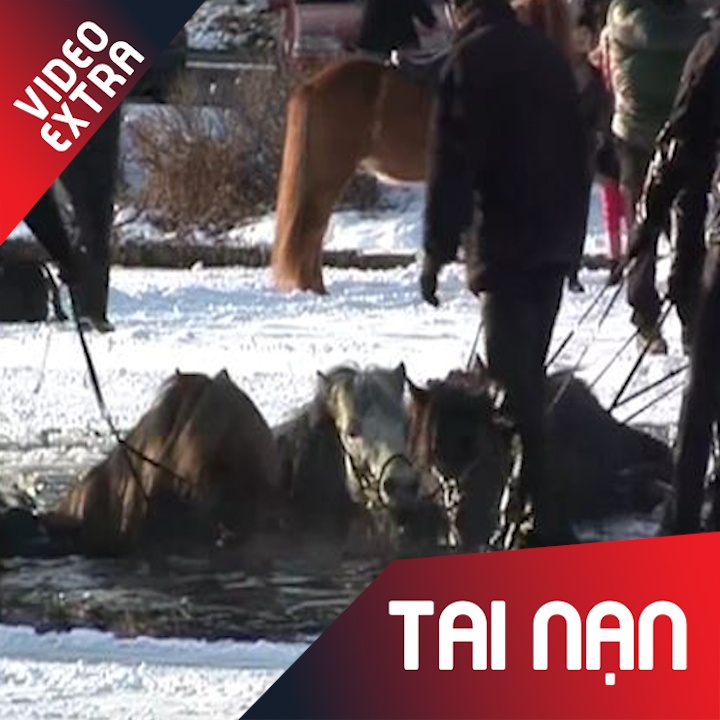 Dan ngua gap nan khien nguoi xem thot tim hinh anh