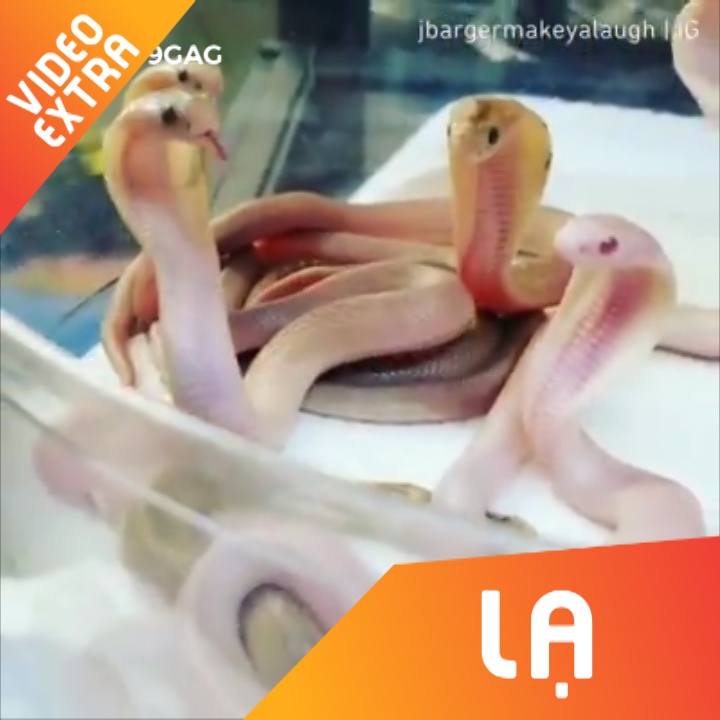 Nhin ngam nhung chu ho mang chua khi con be hinh anh