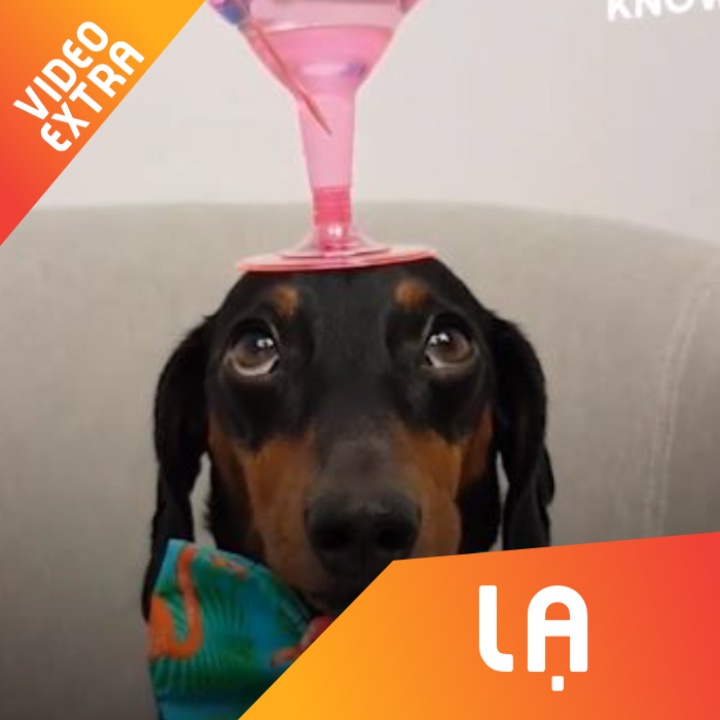 Chu cho voi tai nang giu can bang moi vat hinh anh