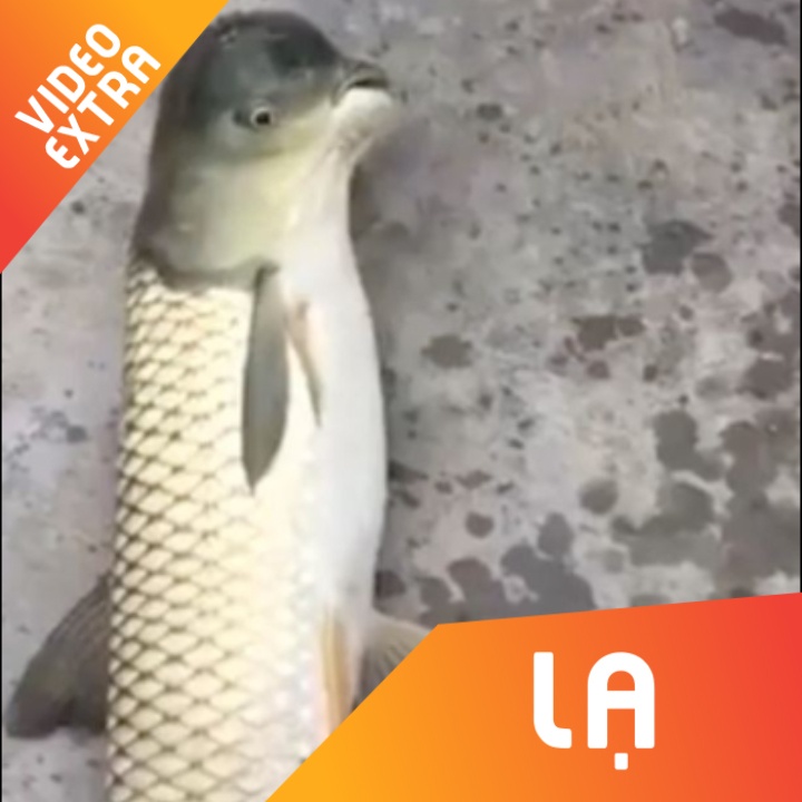 Sinh vat la 'than ca, dau chim' nhu photoshop gay xon xao mang xa hoi hinh anh