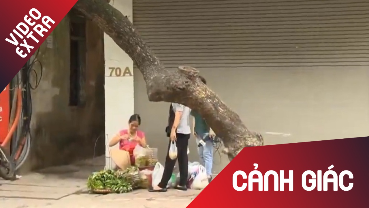 Nhieu cay xanh o Ha Noi co nguy co do gay trong mua mua bao hinh anh