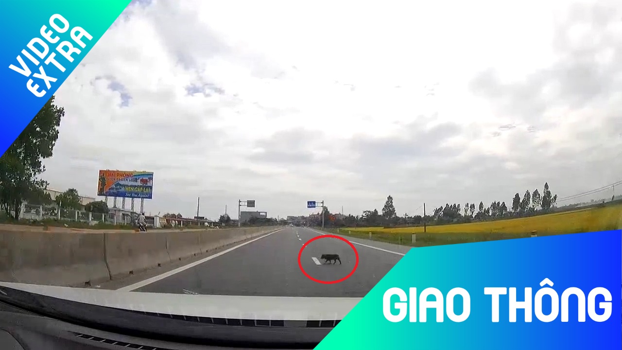 Chu cho qua duong hon nhien khien oto phanh gap hinh anh