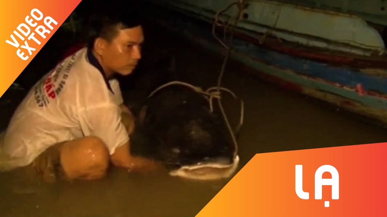 Bat duoc ca lang 'khung' nang hon 100kg cuc hiem tren song Tien hinh anh