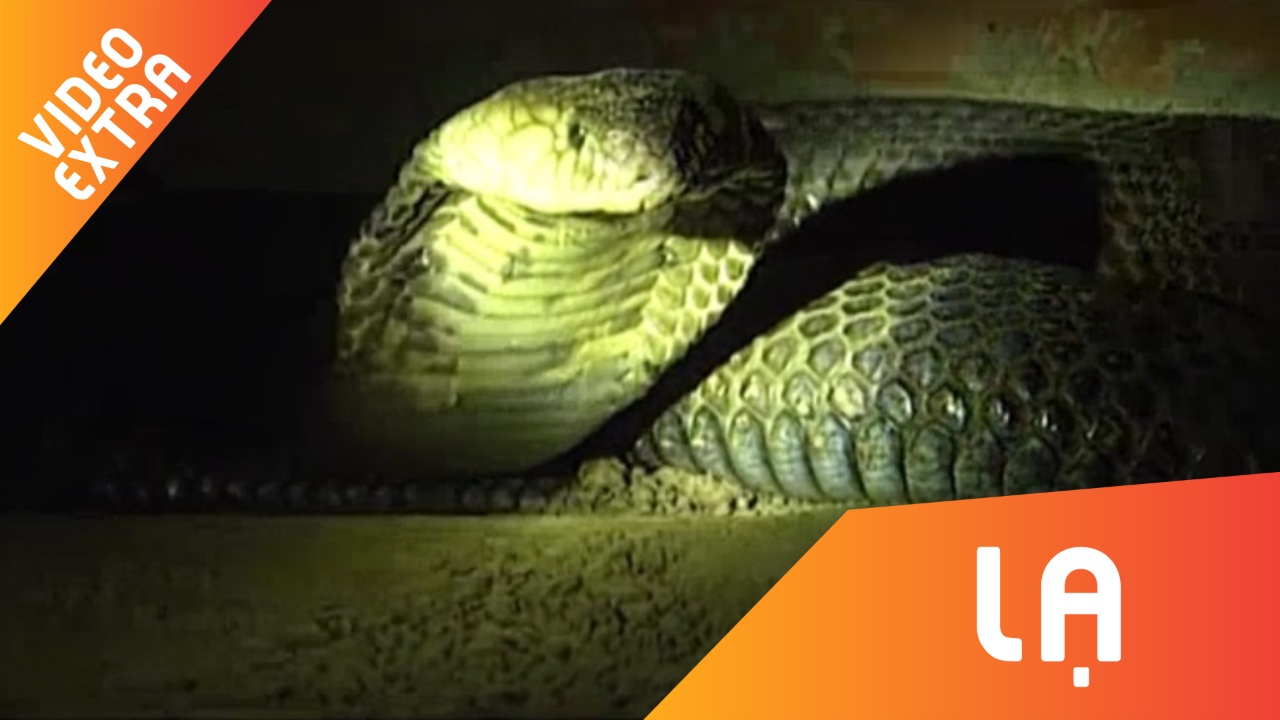 Kiem tien ty moi nam nho nuoi ran o Vinh Phuc hinh anh