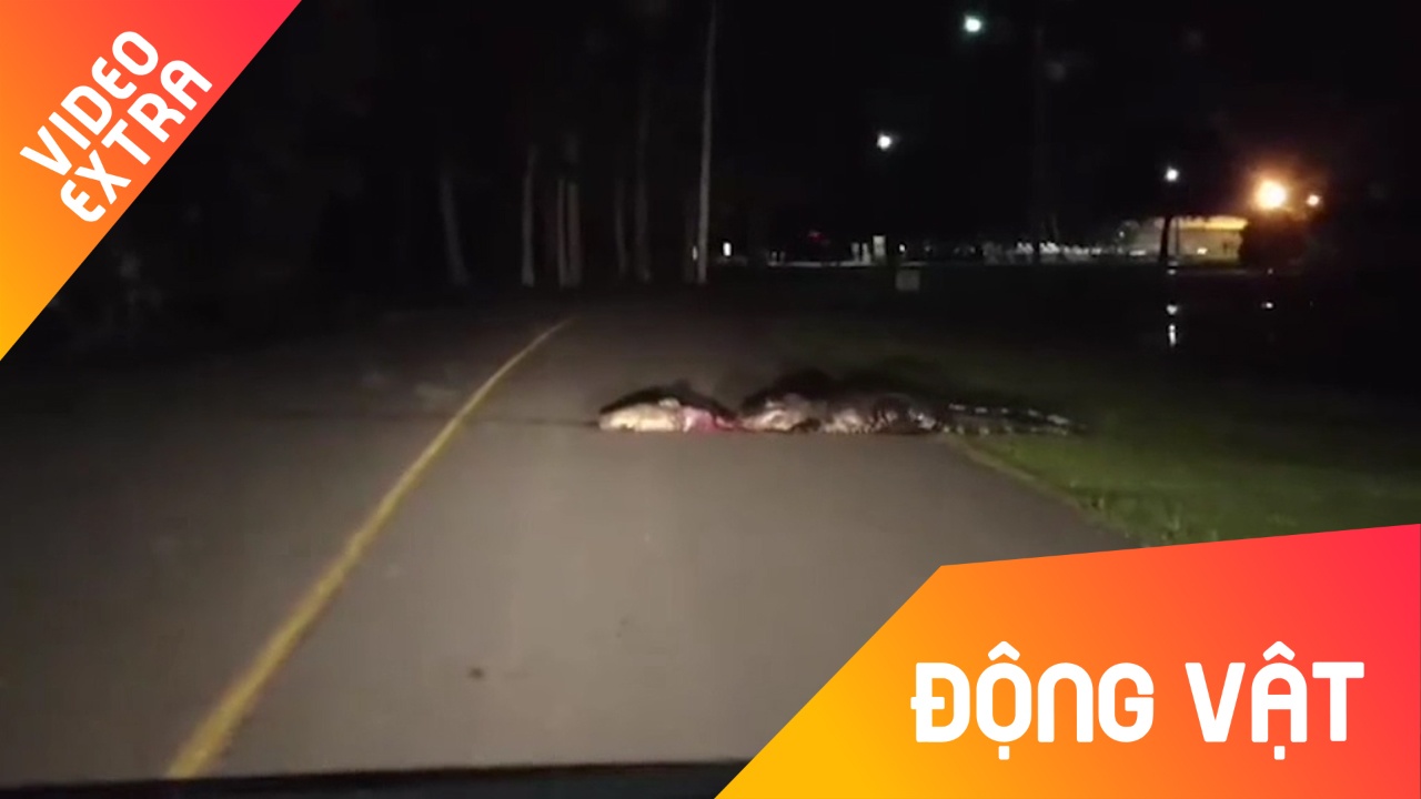 Ca sau san moi giua cao toc o My hinh anh