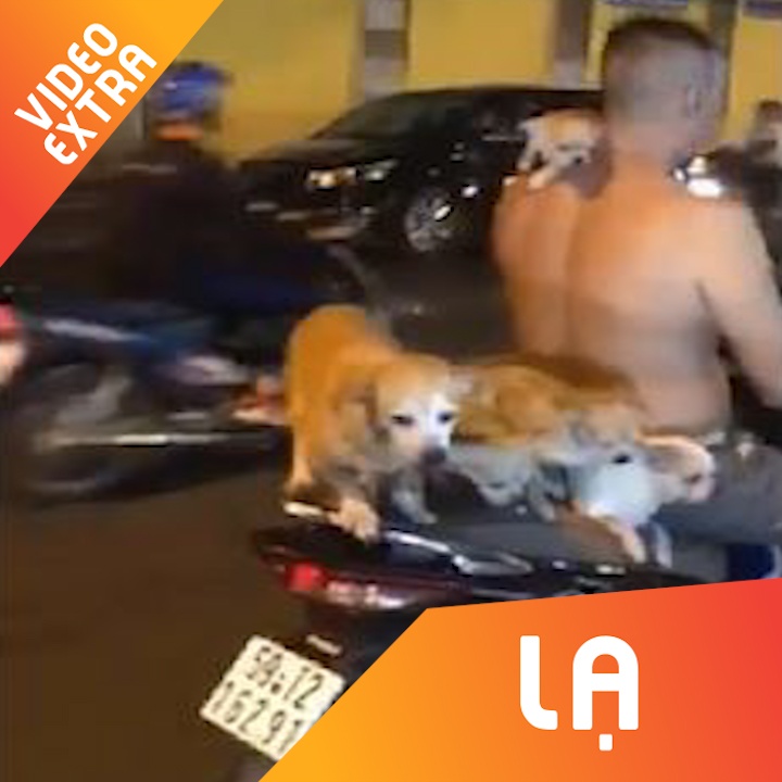 Nguoi dan ong cho ca dan cho tren yen xe may hinh anh