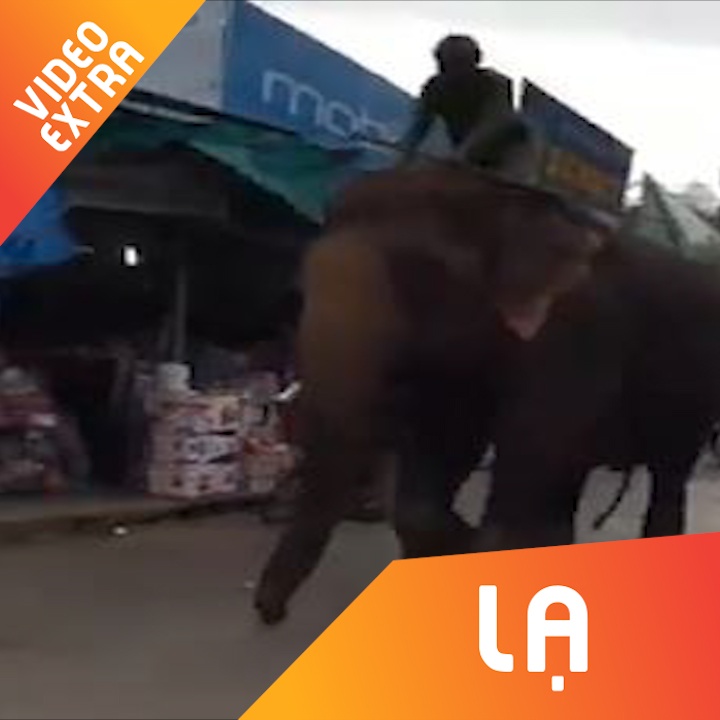 Nguoi dan ong cuoi voi di dao giua duong lon hinh anh