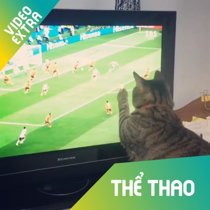 Chu meo hao hung co vu Han Quoc dau voi Mexico hinh anh