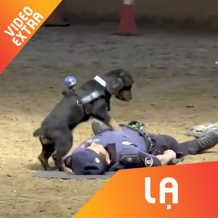 Cho nghiep vu ho hap nhan tao cuu nguoi hinh anh