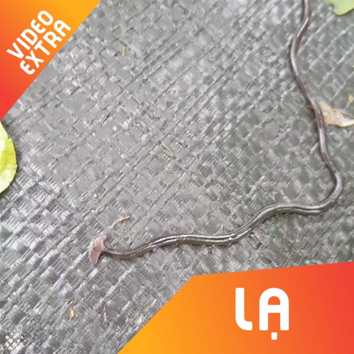 Phat hoang khi nhin thay sau dau bua bo di kiem an hinh anh