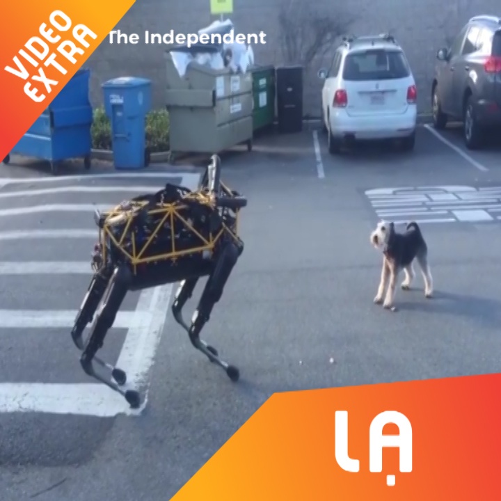 Cho robot Google dung do cho that hinh anh