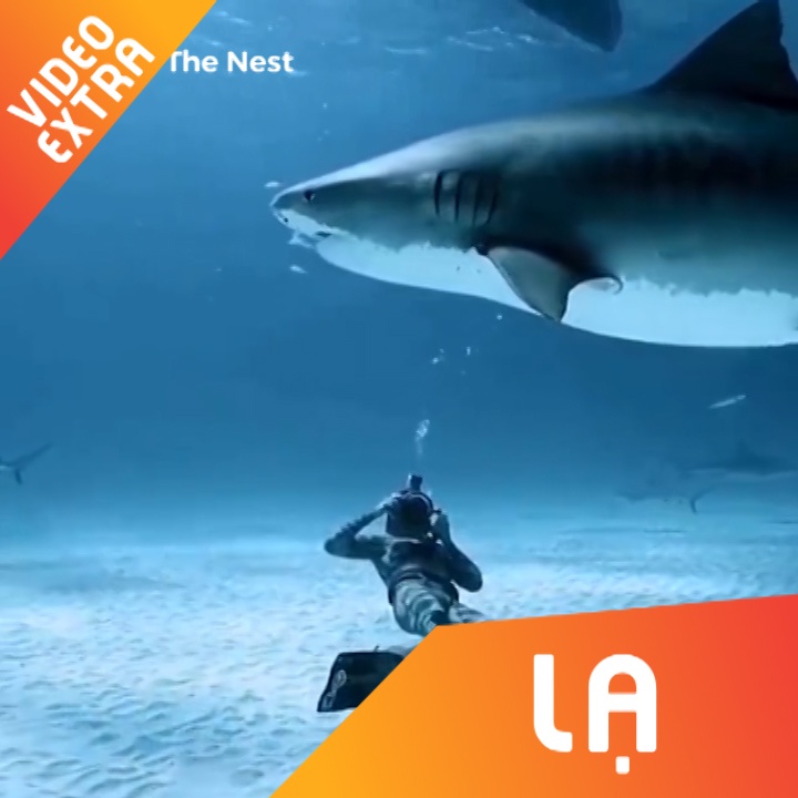 Tho lan mao hiem boi loi cung dan ca map trang hinh anh