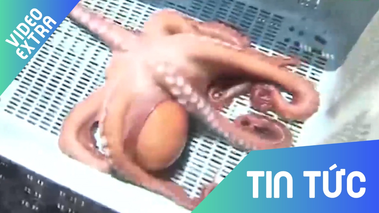 Doan dung 3 tran cua doi nha, bach tuoc tien tri van vao noi hinh anh