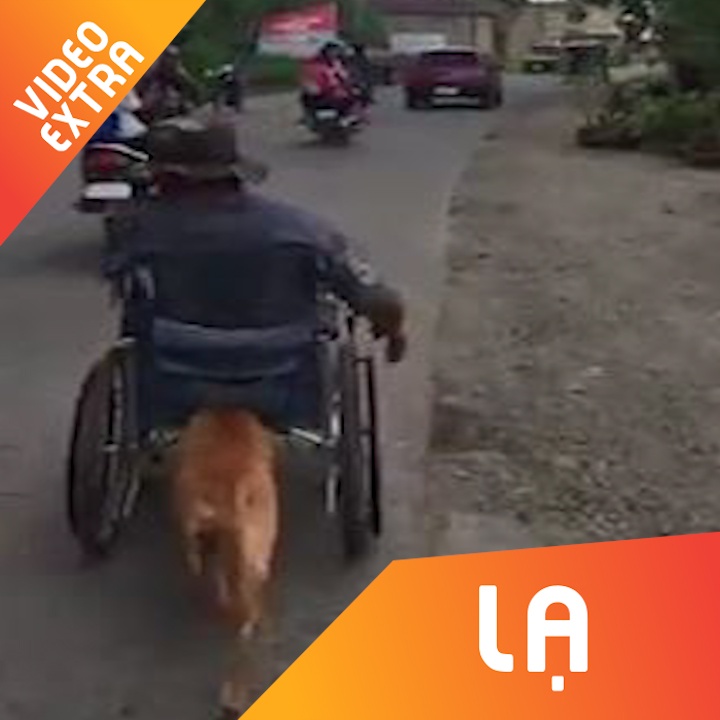 Cho thong minh biet day xe lan giup chu khien nguoi xem cam dong hinh anh