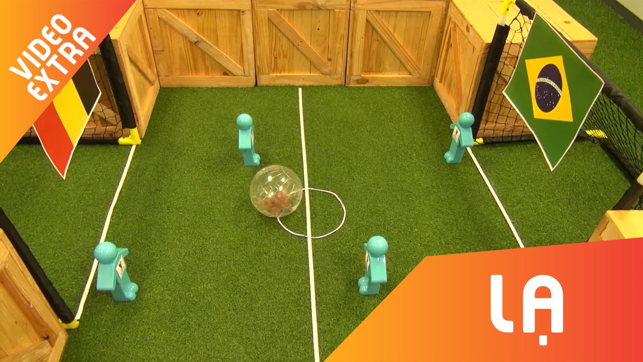 Tien tri hamster luong lu, chon Brazil de bep DT Bi hinh anh