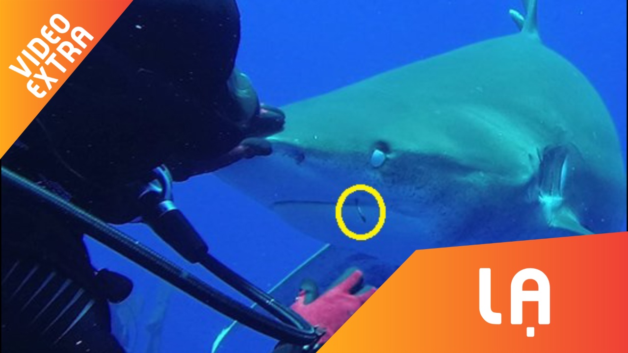 Tho lan tho tay vao mieng ca map go moc cau hinh anh