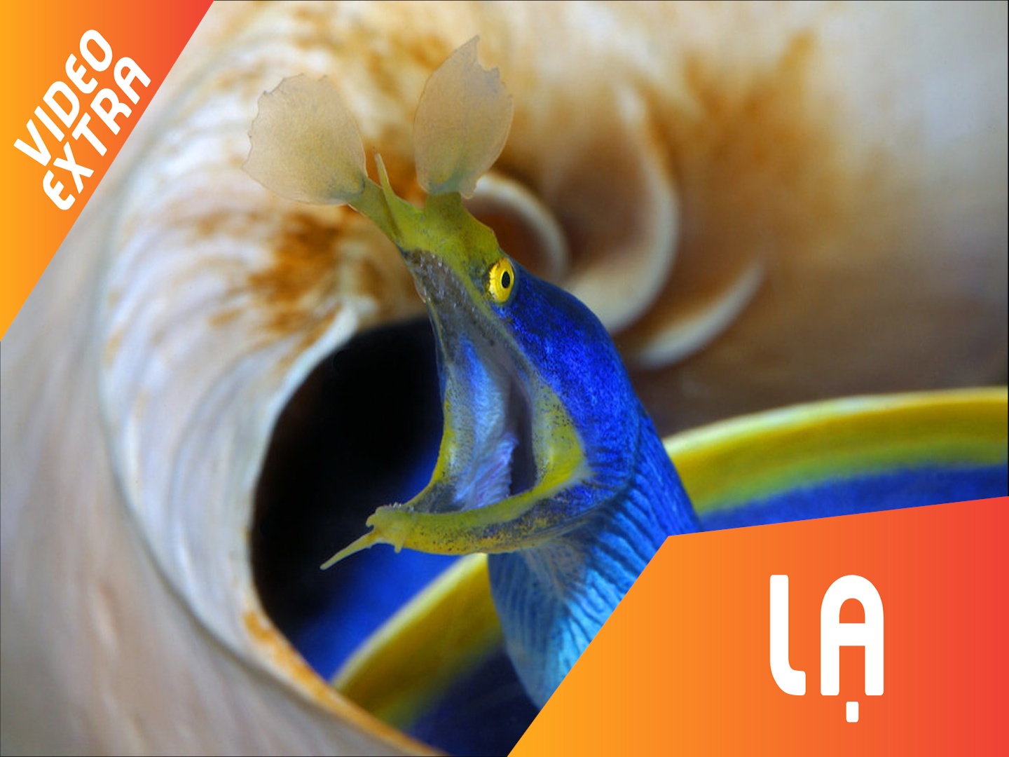 Loai ca co the thay doi mau sac, gioi tinh hinh anh