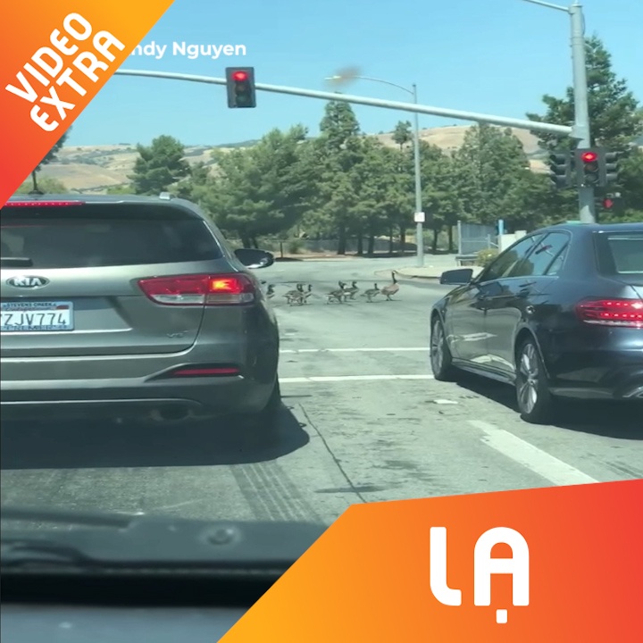 Oto o My xep hang nhuong cho dan vit sang duong hinh anh