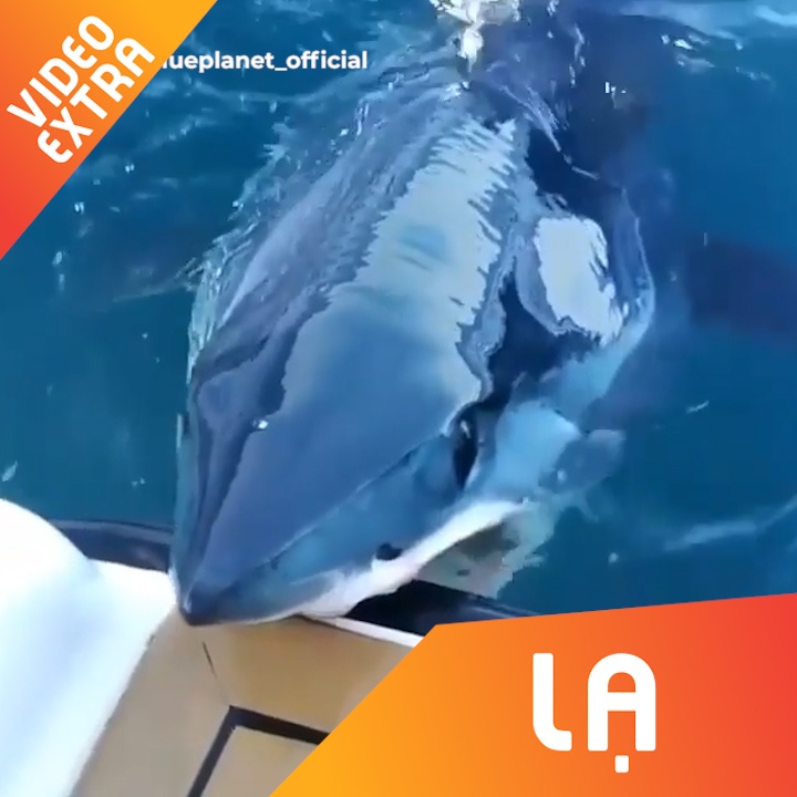 Can canh ca map khong lo 'mai rang' tren man thuyen hinh anh