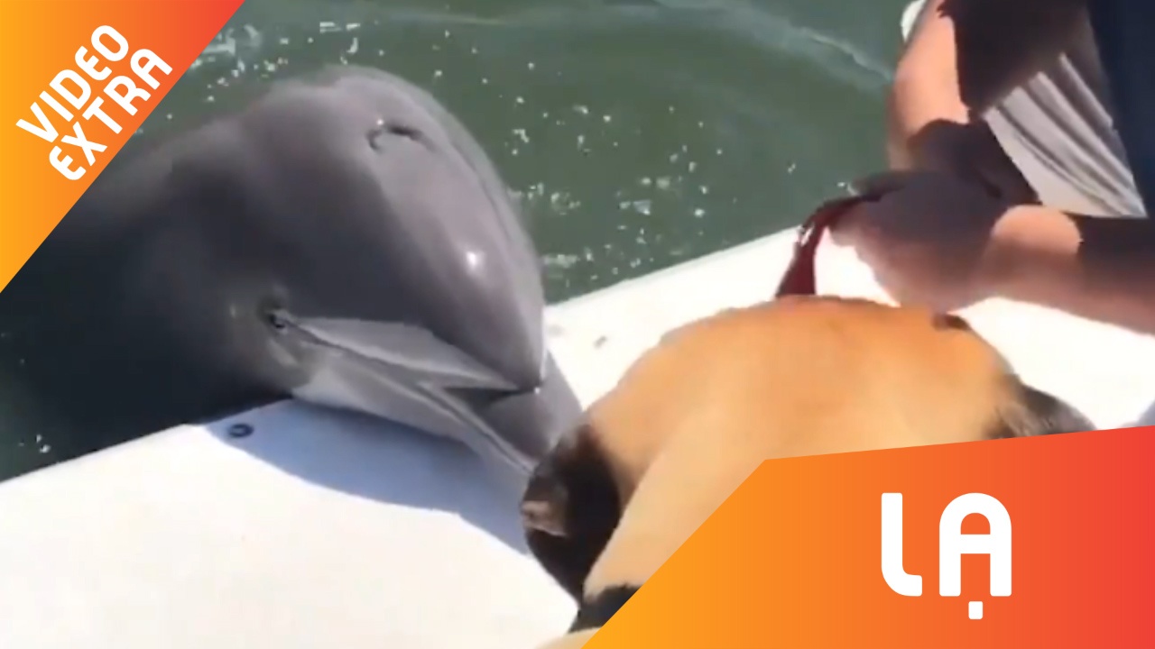 Ca heo ngoi len bo, doi 'giai cuu' chu cho khoi tay chu nhan hinh anh