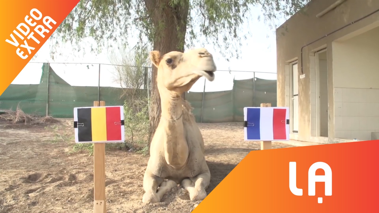 'Tien tri' dong vat doan Phap ha guc Bi hinh anh