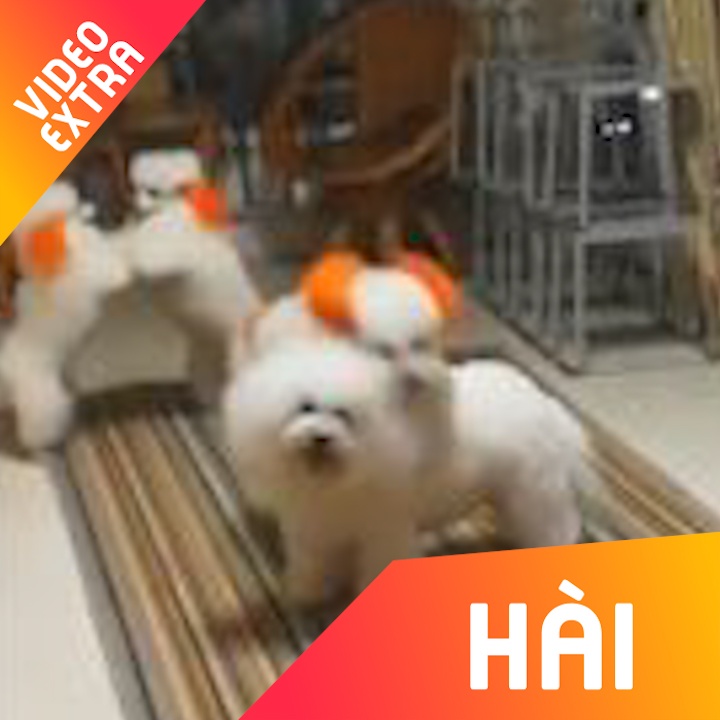 Hai huoc cac chu cho biet choi nhay cuu hinh anh