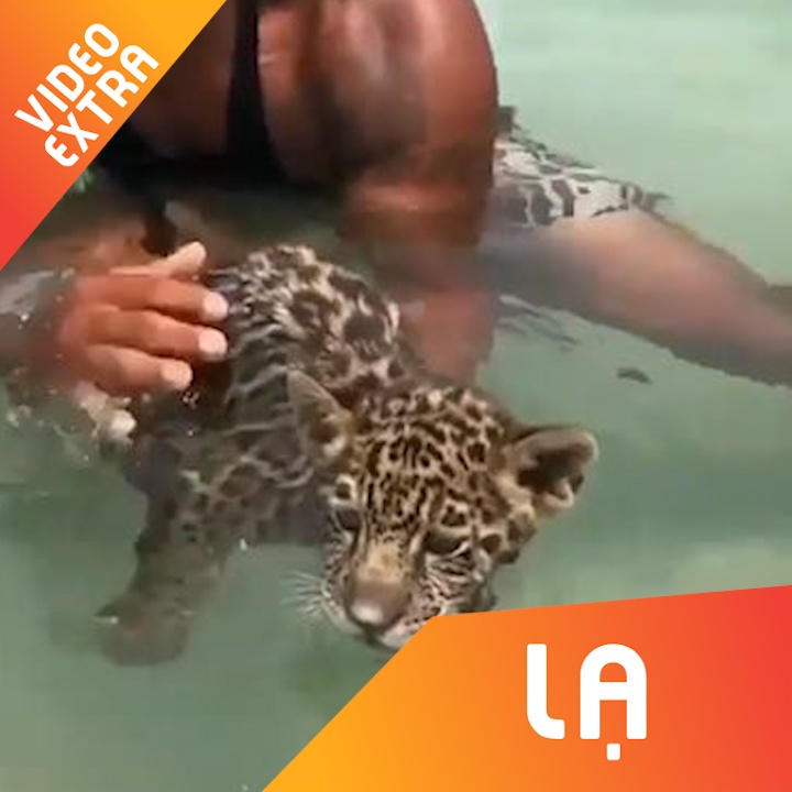 Nhung nguoi tap boi cho bao, tap an cho rua hinh anh