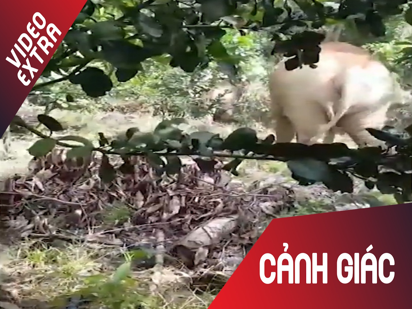 Voi rung lien tuc tan cong, pha nat vuon cay trai o Dong Nai hinh anh