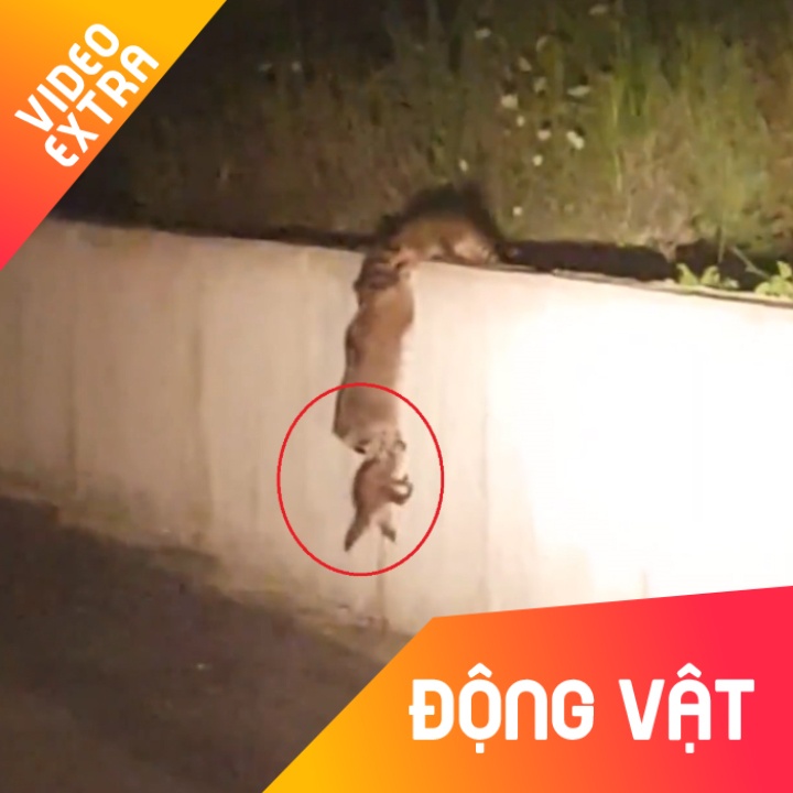 Xuc dong canh gau meo me keo con len buc tuong de kiem an hinh anh