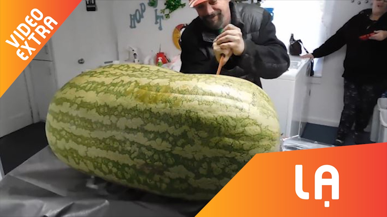 Thu cat qua dua hau khong lo, ben trong khong nhu tuong tuong hinh anh