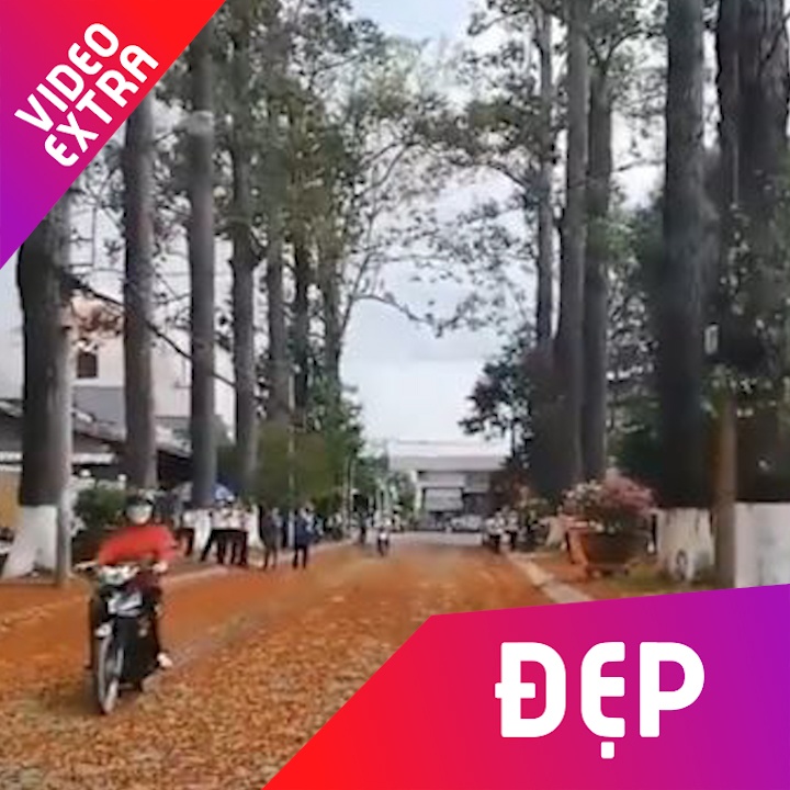 Con duong la vang dep nhu phim Han o Viet Nam hinh anh