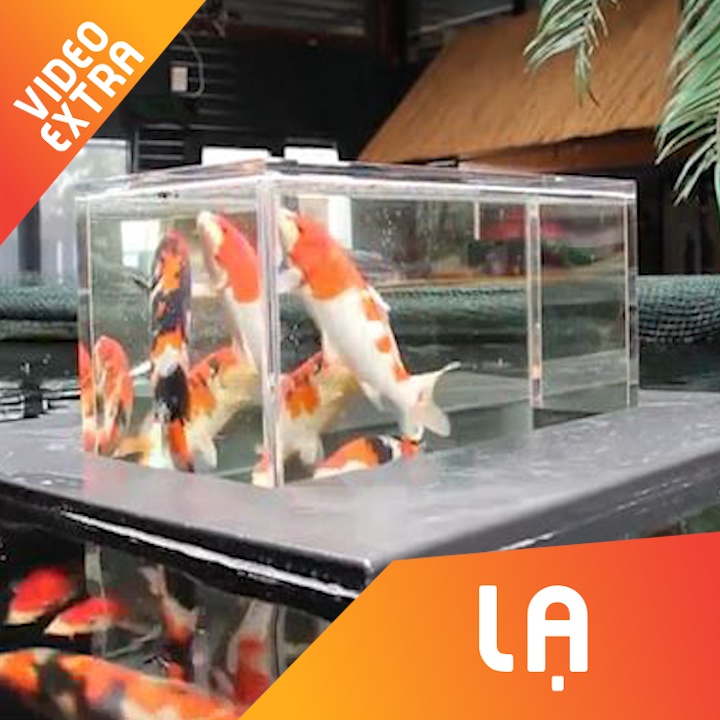 Hop kinh 'phong thuy' noi tren mat nuoc, danh cho nguoi yeu ca hinh anh