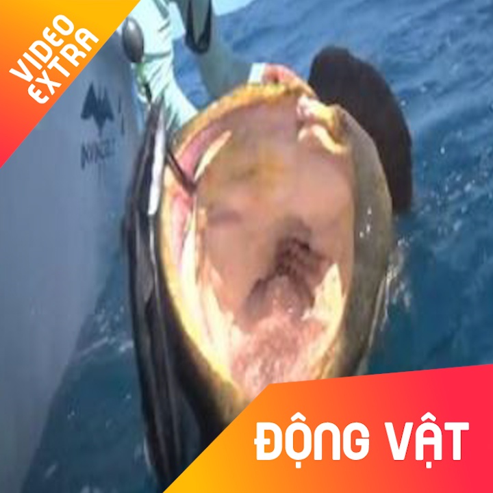 Ca mu hon hai ta 'nuot chung' ca map giua bien khoi hinh anh