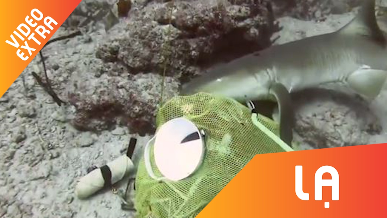 Tho lan gianh giat tui ca voi ca map hinh anh