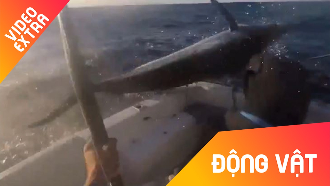 Ca co vung vay bay ngang man tau, suyt doat mang can thu hinh anh