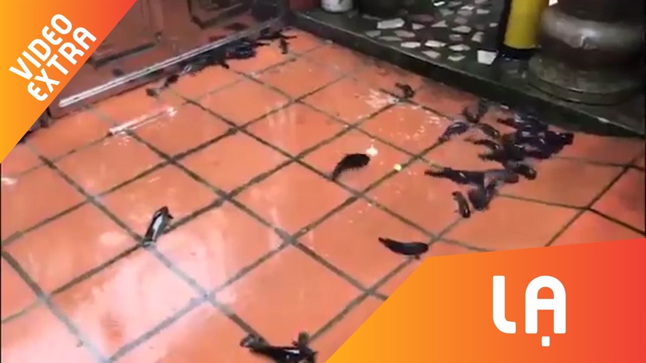 Hang tram con ca ro beo nuc nich bo len san nha giua Hai Phong hinh anh