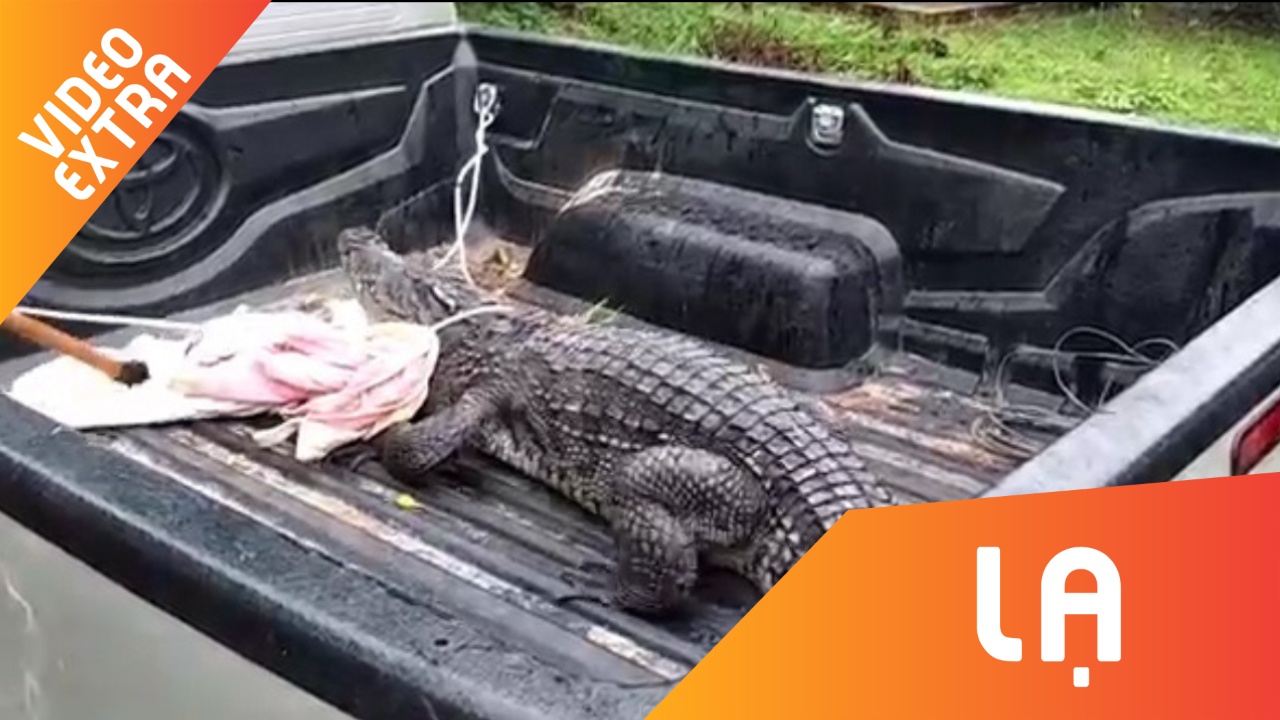 Vao nha dan kiem thuc an, ca sau chong tra quyet liet khi bi bat hinh anh