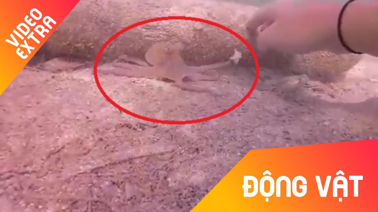 Bach tuoc tinh quai biet niu tay tho lan nho day ho khuc go de san moi hinh anh