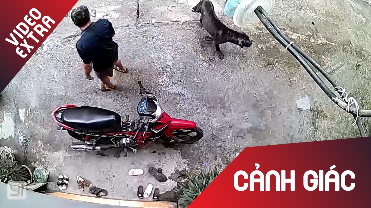 Nguoi di bo bat ngo bi 2 con cho to tan cong hinh anh