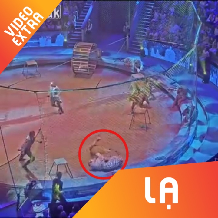 Ho va su tu lao vao nhau hon chien khi dang dien xiec hinh anh