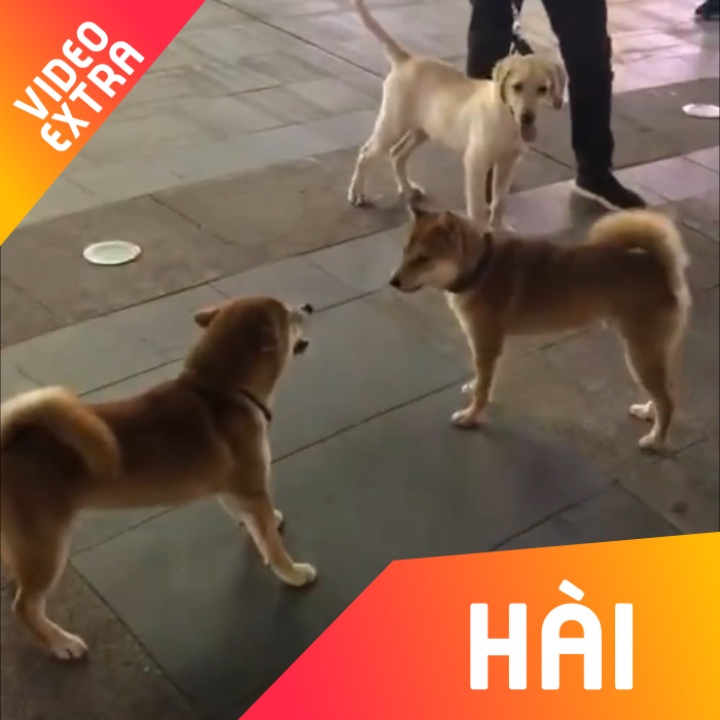 Hai chu cho sung so khi duoc giu, nhung hien lanh ngay khi tha ra hinh anh