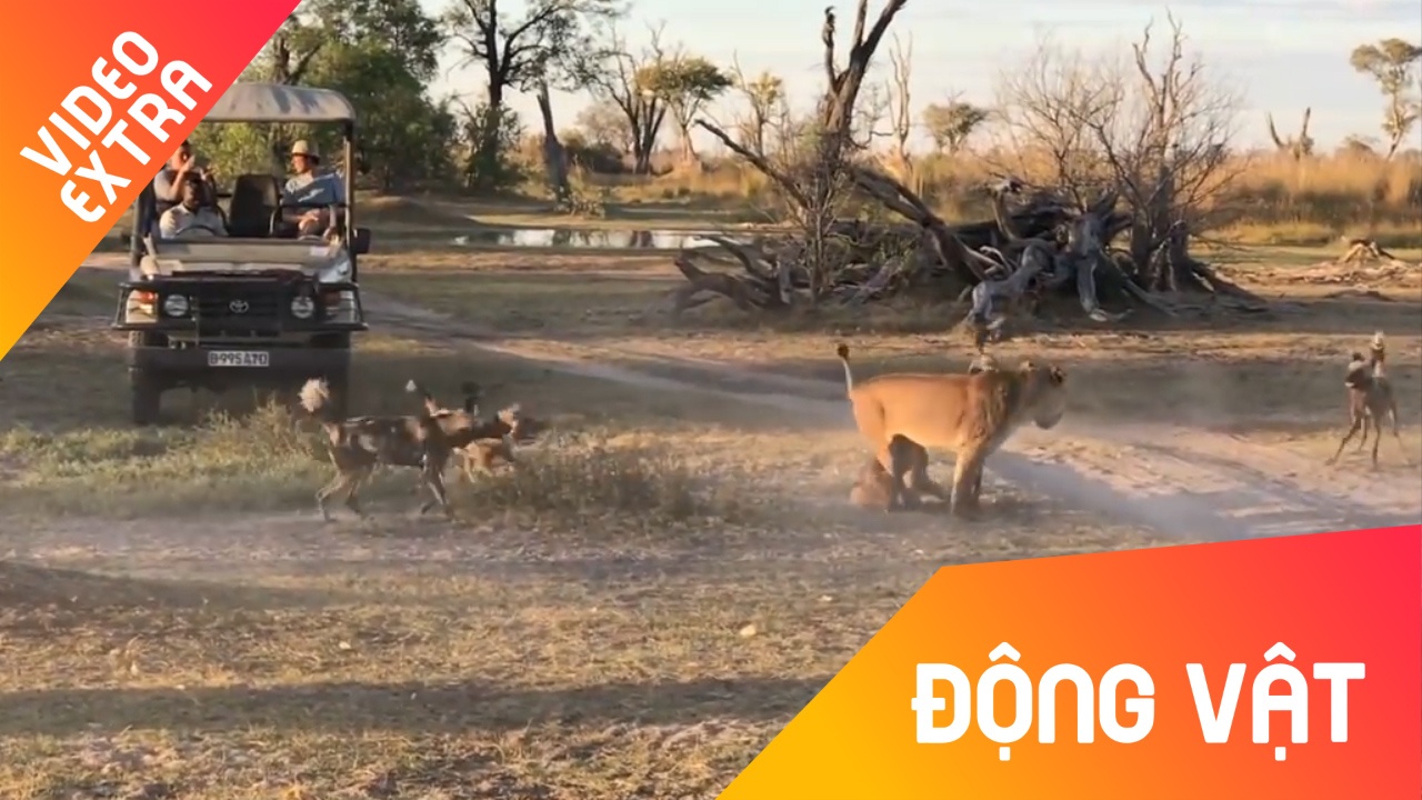 Su tu me dung than minh che chan, cuu con khoi bay cho hoang hinh anh