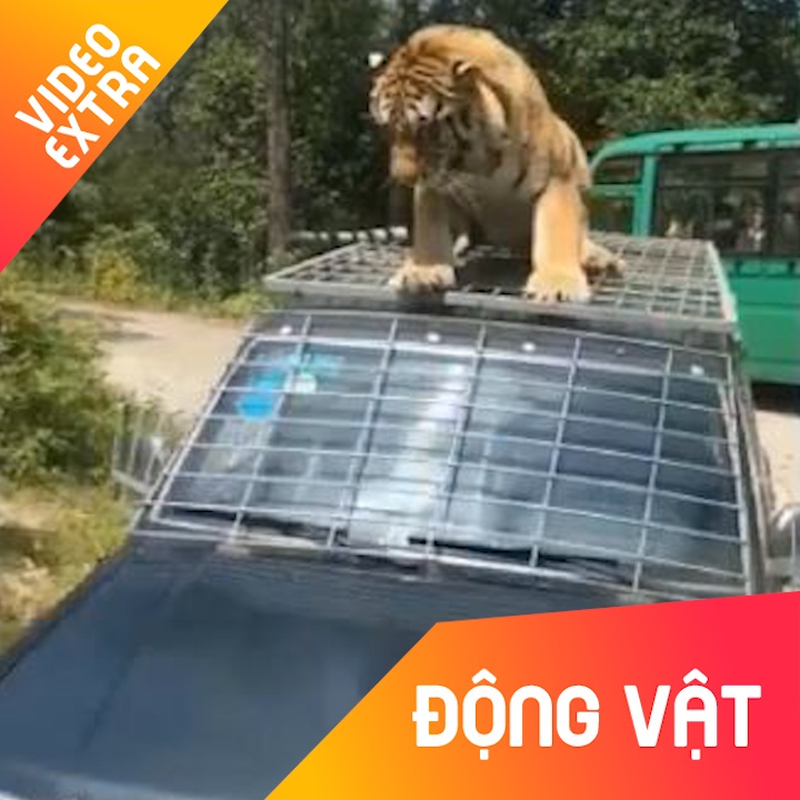 Chu ho hot hoang, suyt te khi leo len oto dang chay hinh anh