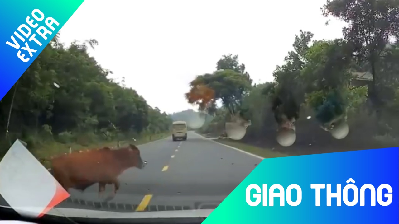 Bo bat ngo lao ra duong bi oto tong thang hinh anh