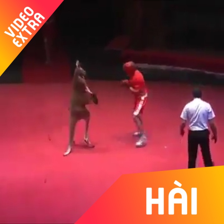 Kangaroo danh vo si 'na tho' trong man xiec hai huoc hinh anh