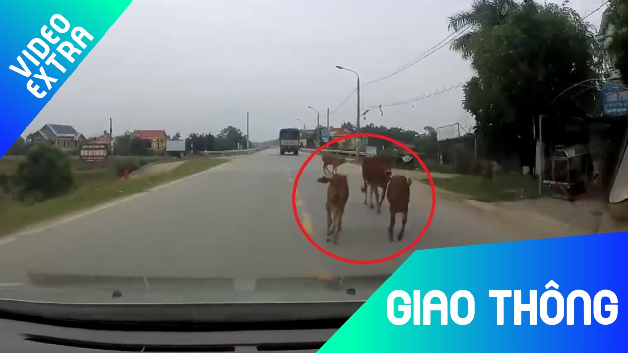 Thot tim, dan bo bat ngo lao thang ra duong, suyt bi oto dam hinh anh