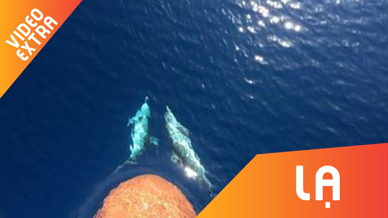 Cap ca heo dua gion tinh tu truoc mui tau hinh anh