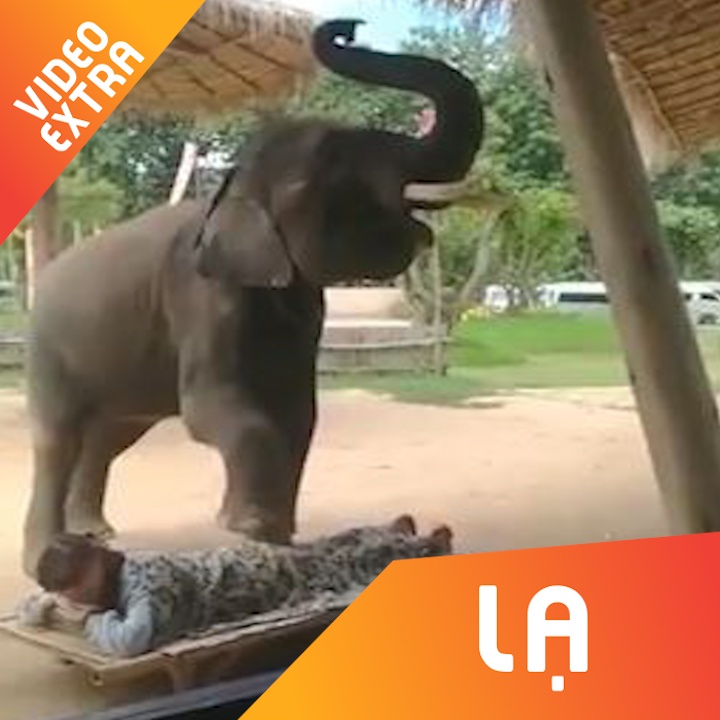 Voi giam len nguoi de massage vua hay vua dang so tai Thai Lan hinh anh