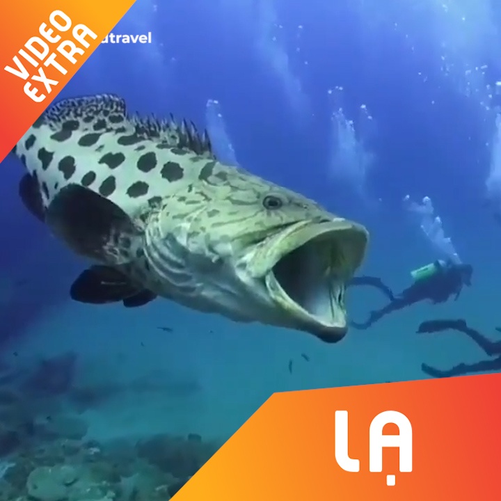 Can canh loai ca duoc menh danh 'thung rac dai duong' hinh anh