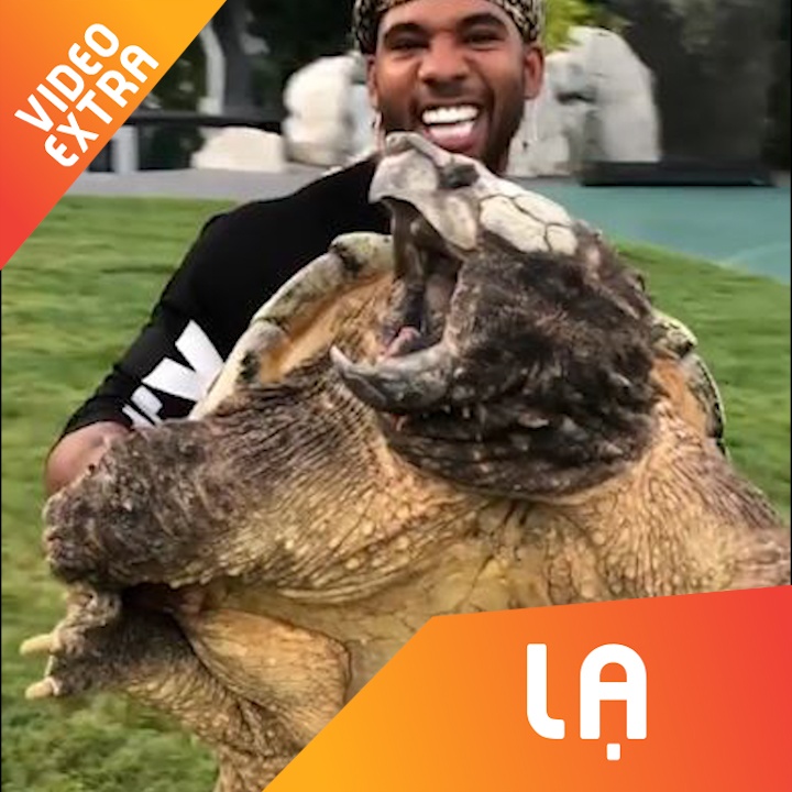 Chu rua khong lo trong nhu quai vat trong doi thuc hinh anh